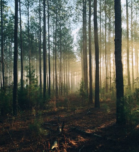 Holmen catapults themselves into the future of forestry